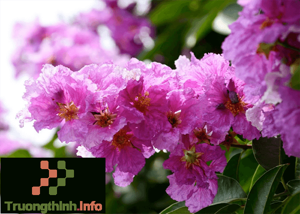 Hình ảnh hoa bằng lăng tím đẹp thay lời muốn nói với người yêu, bạn bè