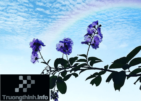                       Hình ảnh hoa bằng lăng tím đẹp thay lời muốn nói với người yêu, bạn bè