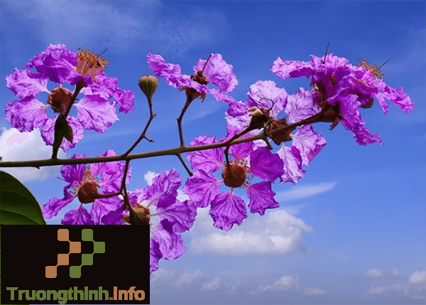                       Hình ảnh hoa bằng lăng tím đẹp thay lời muốn nói với người yêu, bạn bè