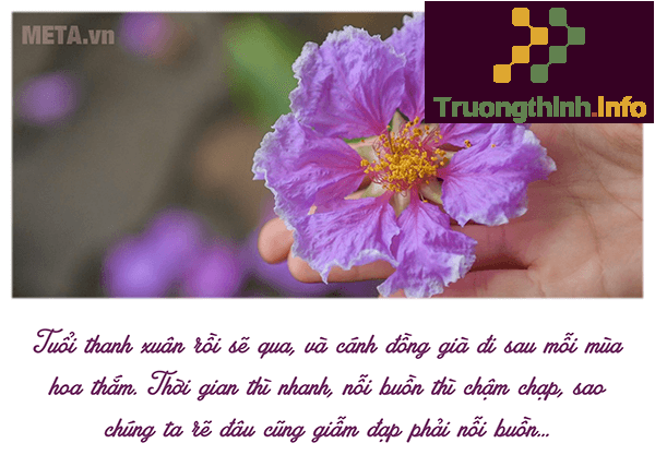                       Hình ảnh hoa bằng lăng tím đẹp thay lời muốn nói với người yêu, bạn bè