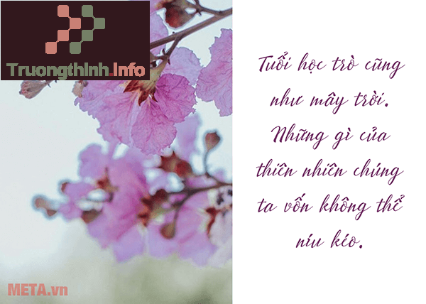                       Hình ảnh hoa bằng lăng tím đẹp thay lời muốn nói với người yêu, bạn bè