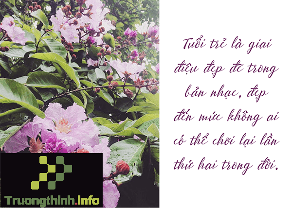                       Hình ảnh hoa bằng lăng tím đẹp thay lời muốn nói với người yêu, bạn bè