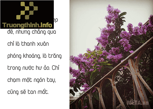                       Hình ảnh hoa bằng lăng tím đẹp thay lời muốn nói với người yêu, bạn bè