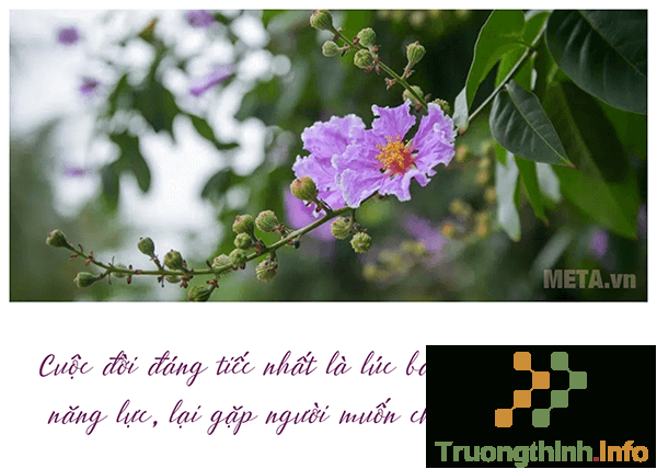                       Hình ảnh hoa bằng lăng tím đẹp thay lời muốn nói với người yêu, bạn bè