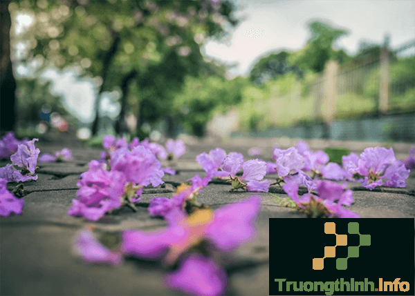                       Hình ảnh hoa bằng lăng tím đẹp thay lời muốn nói với người yêu, bạn bè