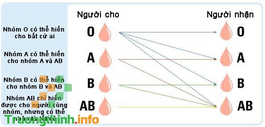                       Đặc điểm nhóm máu O là gì? Cách nhận biết nhóm máu O như thế nào?