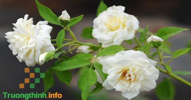Hoa hồng trắng có ý nghĩa gì? Những mẫu cắm, bó hoa hồng trắng đẹp