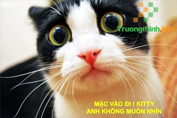                       Ảnh mèo chế hài hước, ảnh mèo bựa vui nhất