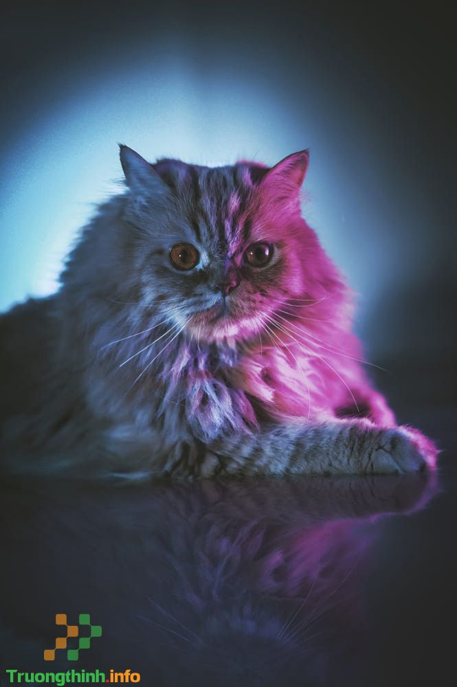 Xem chú mèo đeo kính cool trong hình ảnh, bạn sẽ nhận ra rằng chúng cũng có thể thật sành điệu và ấn tượng.