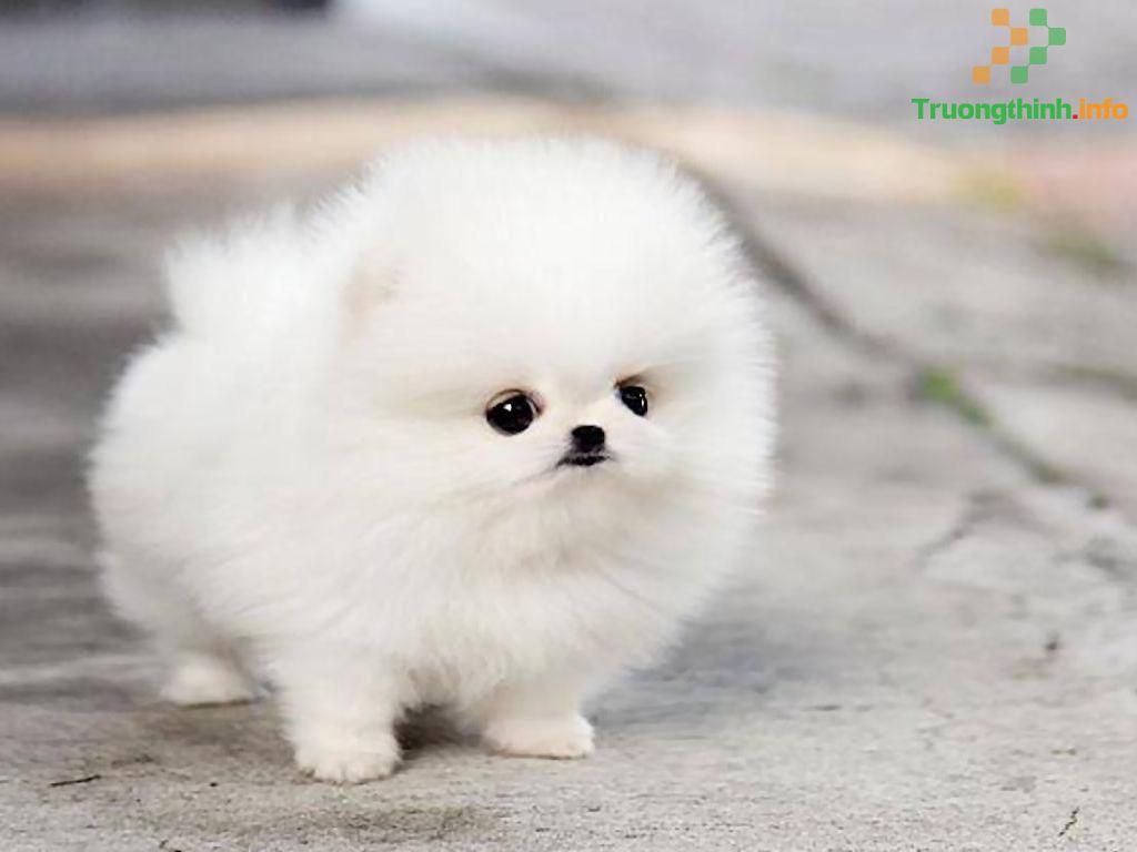 Tìm hiểu hơn 100 ảnh chó ngộ nghĩnh hay nhất - thtantai2.edu.vn