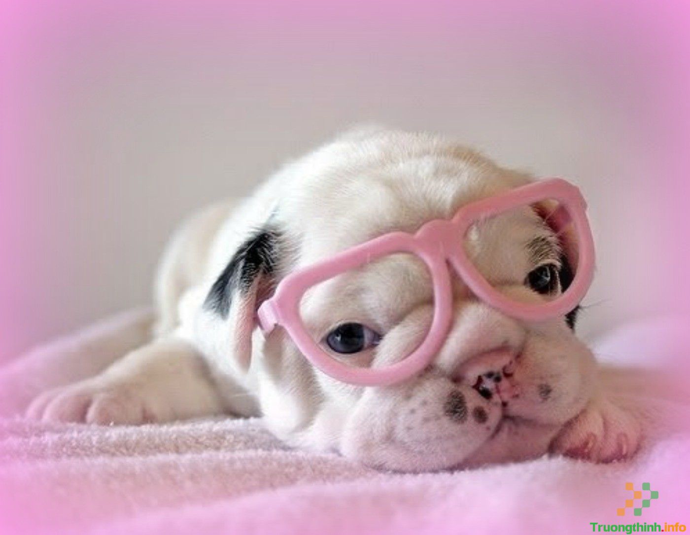 Những hình ảnh cún con siêu dễ thương | Viết bởi dinhtrang620