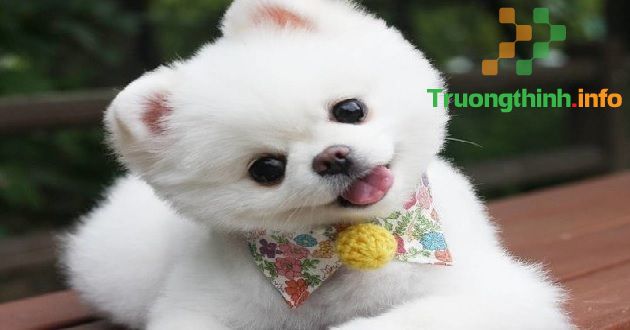                       Cách đặt tên cho chó hay, may mắn, ý nghĩa, dễ thương, hài hước nhất