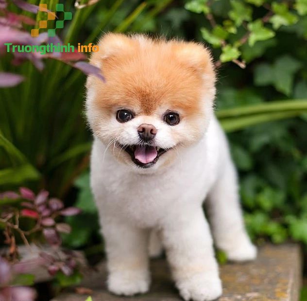 Cách đặt tên cho chó hay, may mắn, ý nghĩa, dễ thương, hài hước nhất