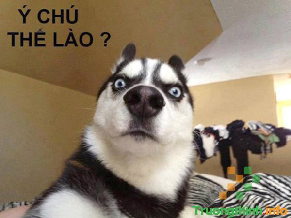  Ảnh chó chế, ảnh chó hài, ảnh chó cười, ảnh chó ngáo hề hước