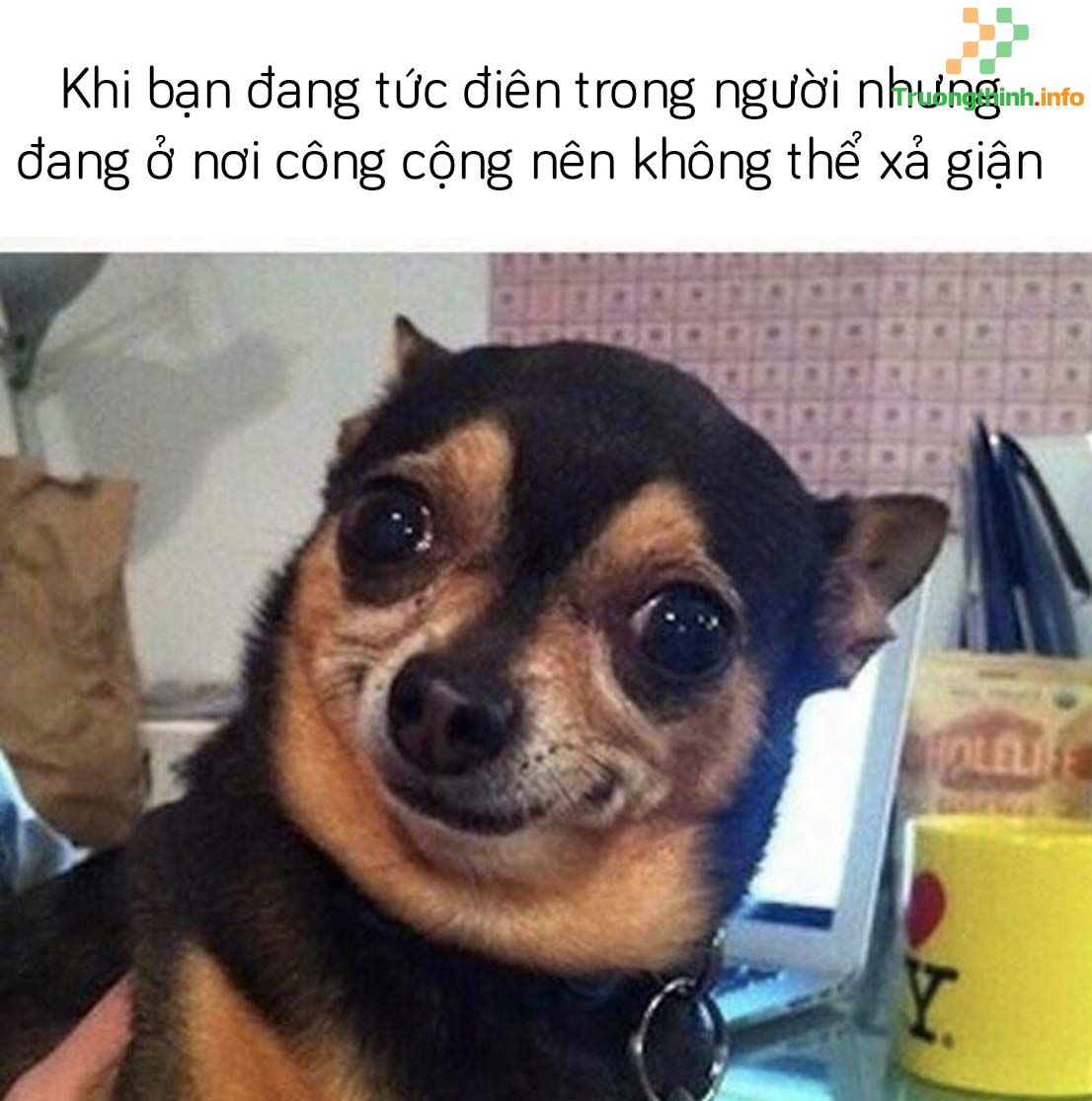  Ảnh chó chế, ảnh chó hài, ảnh chó cười, ảnh chó ngáo hề hước