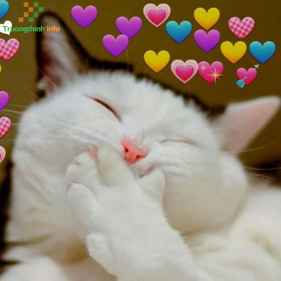 Bạn có yêu thích mèo dễ thương không? Hãy xem hình ảnh của chú mèo giống Scottish Fold này, với đôi tai nhỏ xinh và nụ cười đáng yêu chắc chắn sẽ khiến bạn say đắm.
