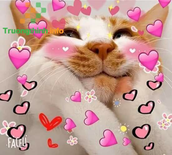 Meme ảnh mèo cute trái tim sẽ khiến bạn nghĩ về những điều đơn giản, tươi vui và hạnh phúc của cuộc sống. Cùng xem những bức ảnh này để thư giãn, giải trí và cười to.