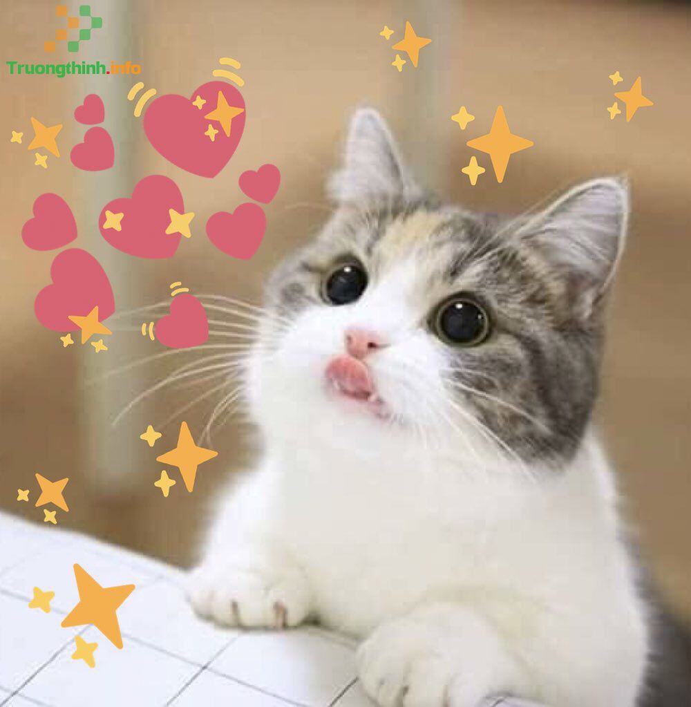 Bạn đang tìm kiếm một bức ảnh để làm tan chảy trái tim của mình? Hãy xem ảnh mèo cute trái tim đáng yêu này. Với ánh mắt đầy đáng yêu và nụ cười ngọt ngào, chú mèo sẽ làm cho trái tim bạn rung động và cảm thấy hạnh phúc.