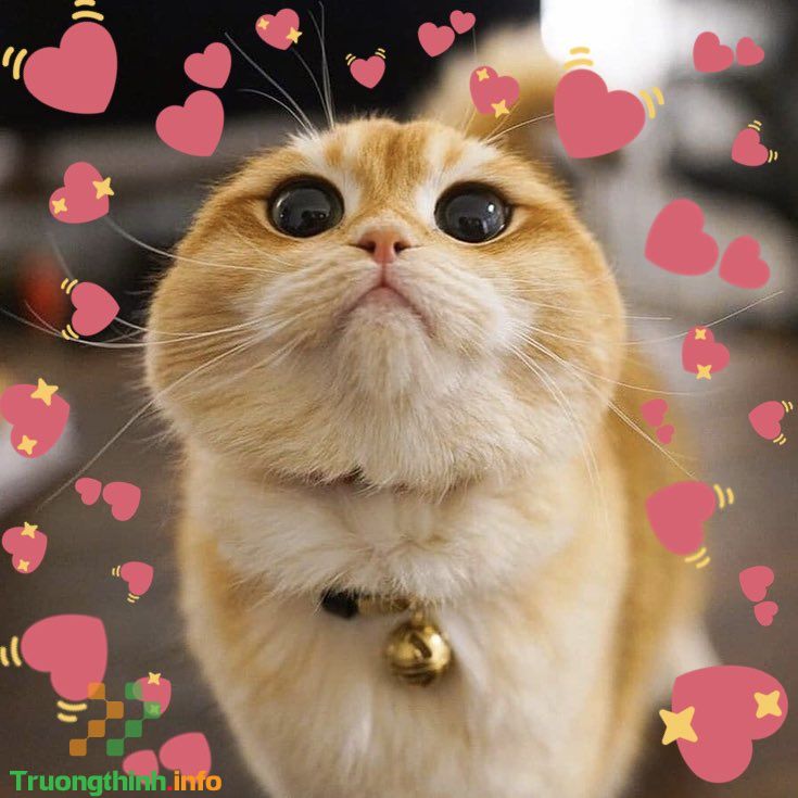 Nếu bạn đang tìm kiếm một tấm ảnh để tặng cho người yêu của mình, thì hình ảnh mèo nửa trái tim này sẽ là một lựa chọn hoàn hảo. Chú mèo trông rất đáng yêu khi đặt tay lên ngực, hình ảnh này chắc chắn sẽ đánh cắp trái tim của bạn.