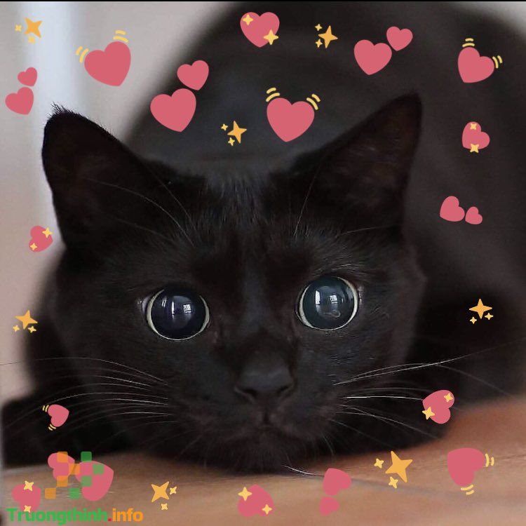 Mèo tim là biểu tượng của tình yêu và sự dễ thương. Bức ảnh này cho thấy một con mèo đáng yêu đang nằm trong một tấm lòng. Nhìn vào hình ảnh này, bạn cảm thấy ấm áp và yêu đời hơn bao giờ hết.