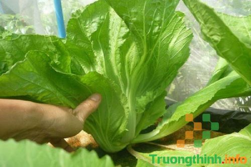                       Tên và hình ảnh tất cả các loại rau cải