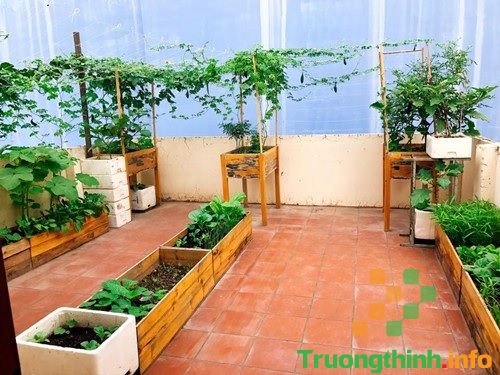                       Cách trồng rau sạch tại nhà trong thùng xốp đơn giản, năng suất