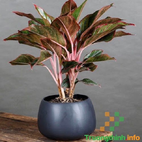                       Mệnh Hỏa hợp cây gì? 10 cây phong thủy cho người mệnh Hỏa