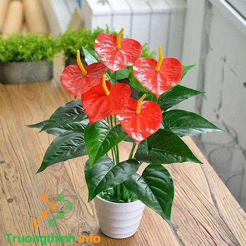 Mệnh Hỏa hợp cây gì? 10 cây phong thủy cho người mệnh Hỏa