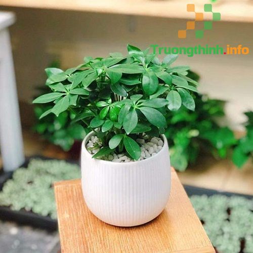                      Mệnh Hỏa hợp cây gì? 10 cây phong thủy cho người mệnh Hỏa