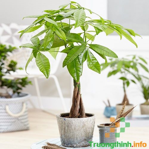                       Mệnh Hỏa hợp cây gì? 10 cây phong thủy cho người mệnh Hỏa