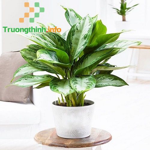                       Mệnh Hỏa hợp cây gì? 10 cây phong thủy cho người mệnh Hỏa