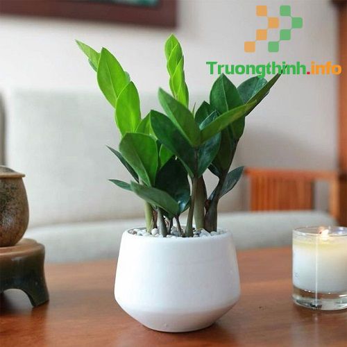                       Mệnh Hỏa hợp cây gì? 10 cây phong thủy cho người mệnh Hỏa