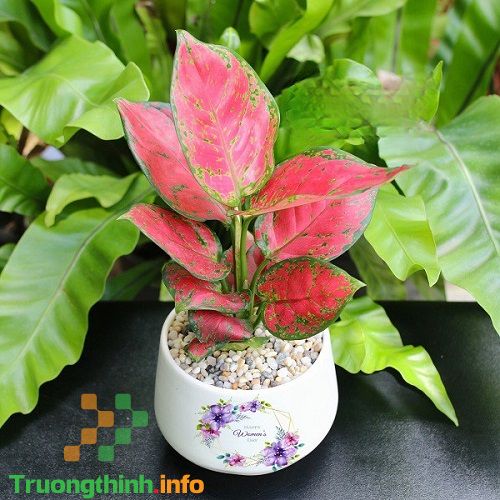                       Mệnh Hỏa hợp cây gì? 10 cây phong thủy cho người mệnh Hỏa
