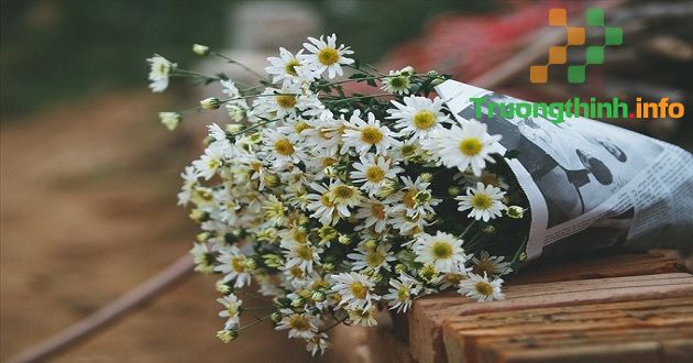                       Cách cắm hoa cúc họa mi đẹp, tươi lâu
