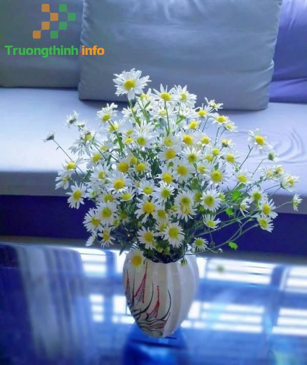 Cách cắm hoa cúc họa mi đẹp, tươi lâu