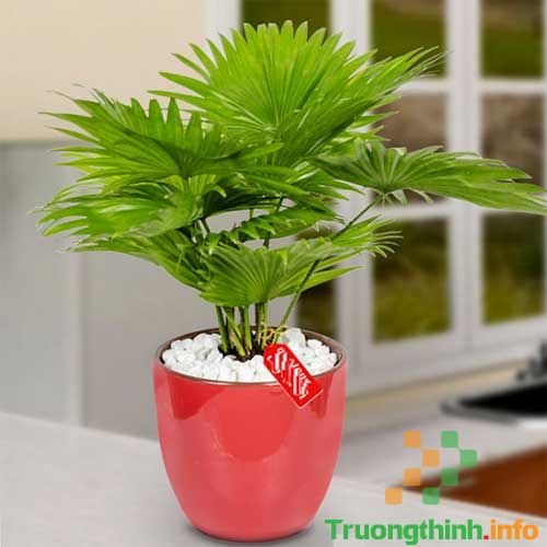                       Top 10 loại cây lọc không khí hiệu quả nhất nên trồng trong nhà