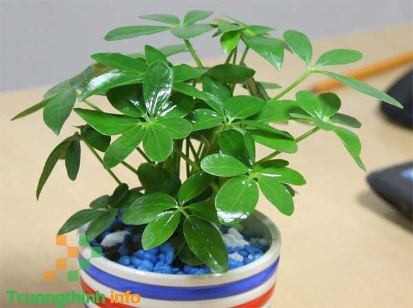                       Top 10 loại cây lọc không khí hiệu quả nhất nên trồng trong nhà