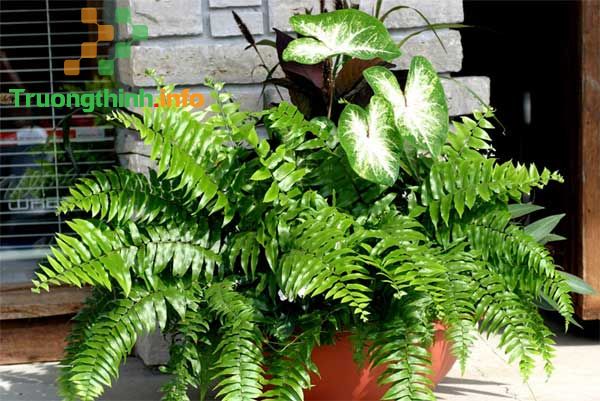                       Top 10 loại cây lọc không khí hiệu quả nhất nên trồng trong nhà