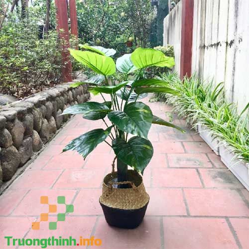                       Top 10 loại cây lọc không khí hiệu quả nhất nên trồng trong nhà