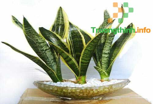                       Top 10 loại cây lọc không khí hiệu quả nhất nên trồng trong nhà