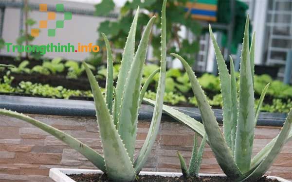                       Top 10 loại cây lọc không khí hiệu quả nhất nên trồng trong nhà