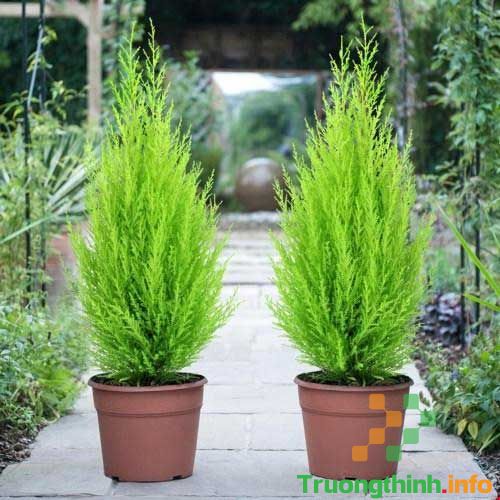                       Top 10 loại cây lọc không khí hiệu quả nhất nên trồng trong nhà