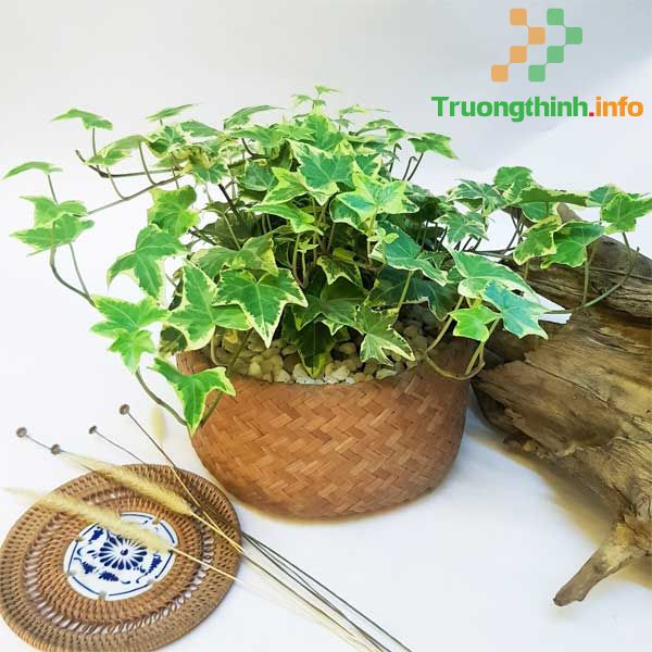                       Top 10 loại cây lọc không khí hiệu quả nhất nên trồng trong nhà