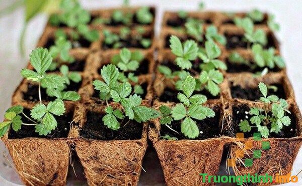                       Cách trồng rau thủy canh tại nhà bằng chai nhựa đơn giản