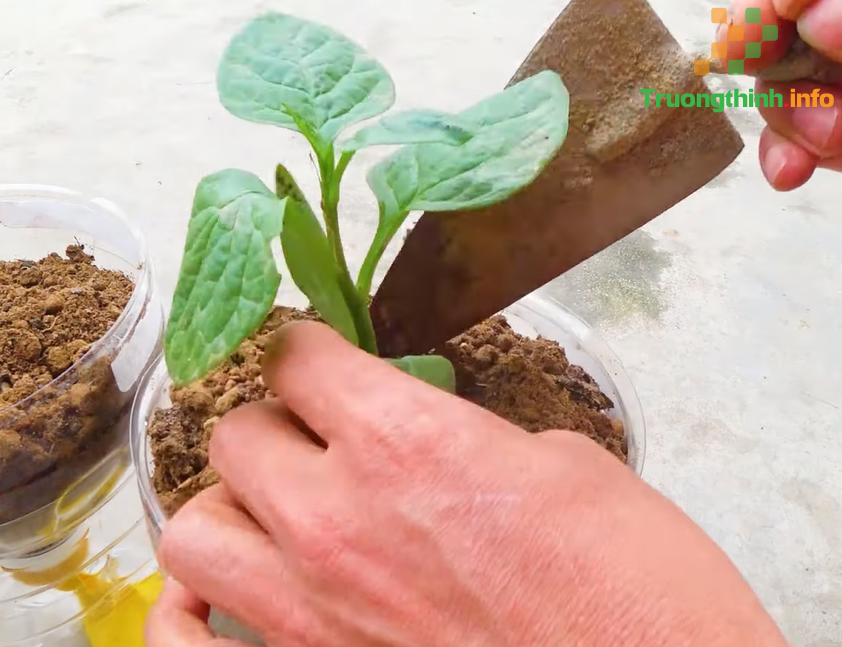                       Cách trồng rau thủy canh tại nhà bằng chai nhựa đơn giản