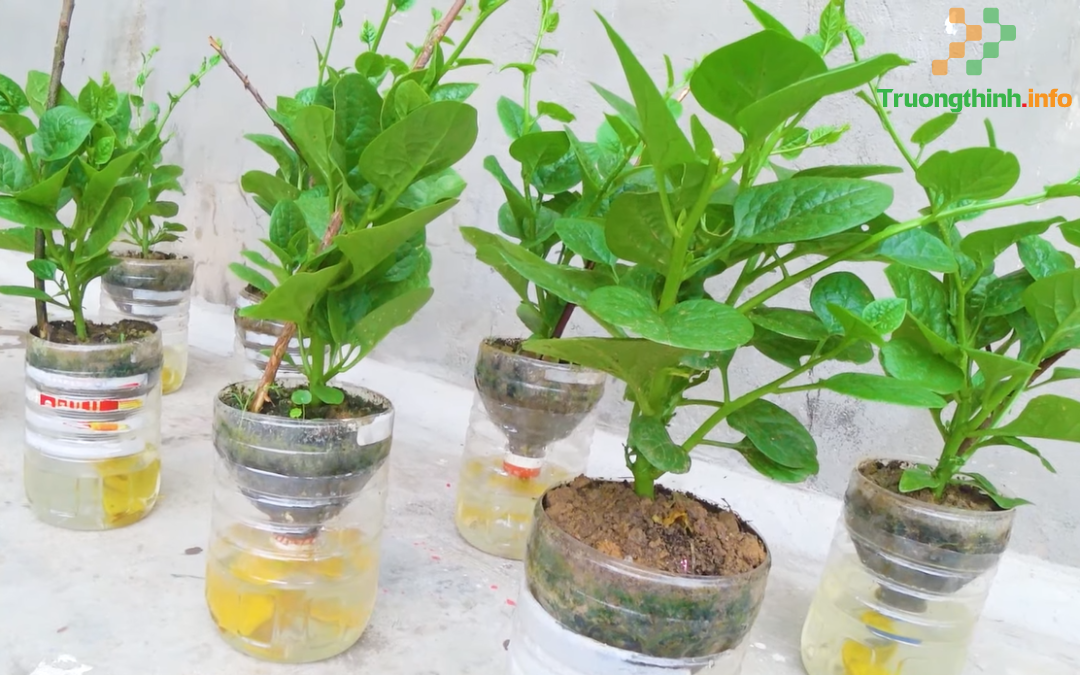                      Cách trồng rau thủy canh tại nhà bằng chai nhựa đơn giản