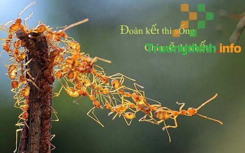 Những câu ca dao tục ngữ nói về đoàn kết tương trợ hay nhất