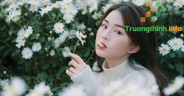                       Thơ về cúc họa mi hay cho những ngày đầu đông thêm lãng mạn