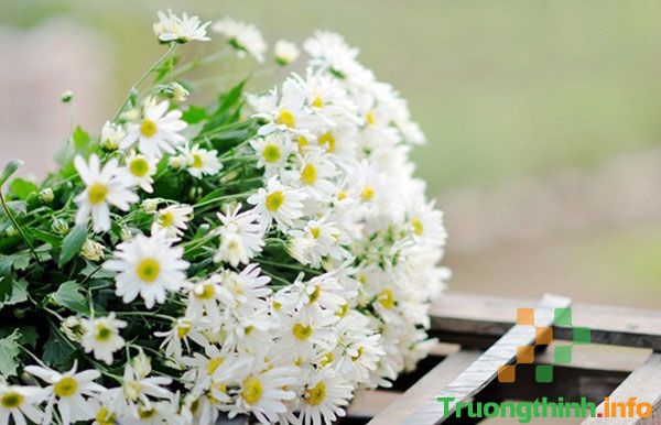                       Thơ về cúc họa mi hay cho những ngày đầu đông thêm lãng mạn