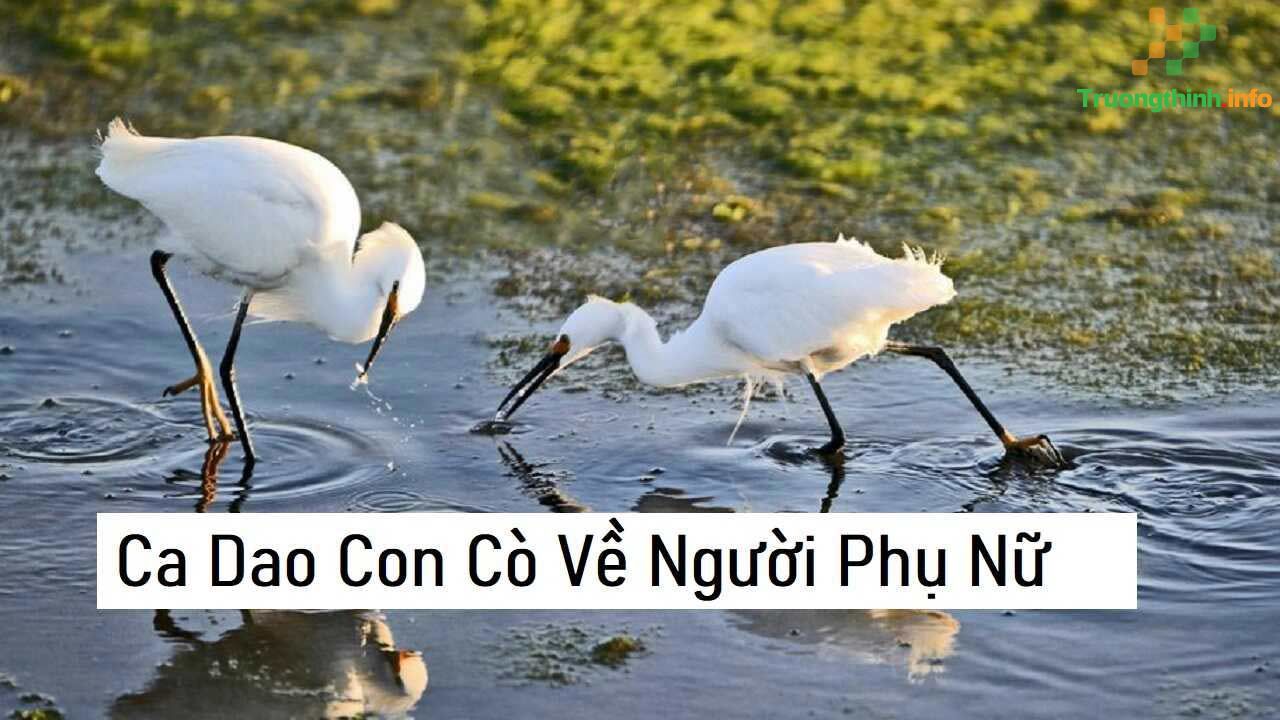                       Những câu ca dao tục ngữ về con cò, bài ca dao có hình ảnh con cò